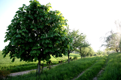 Erzenhausen Ein Blick in die Ortsgemeinde.